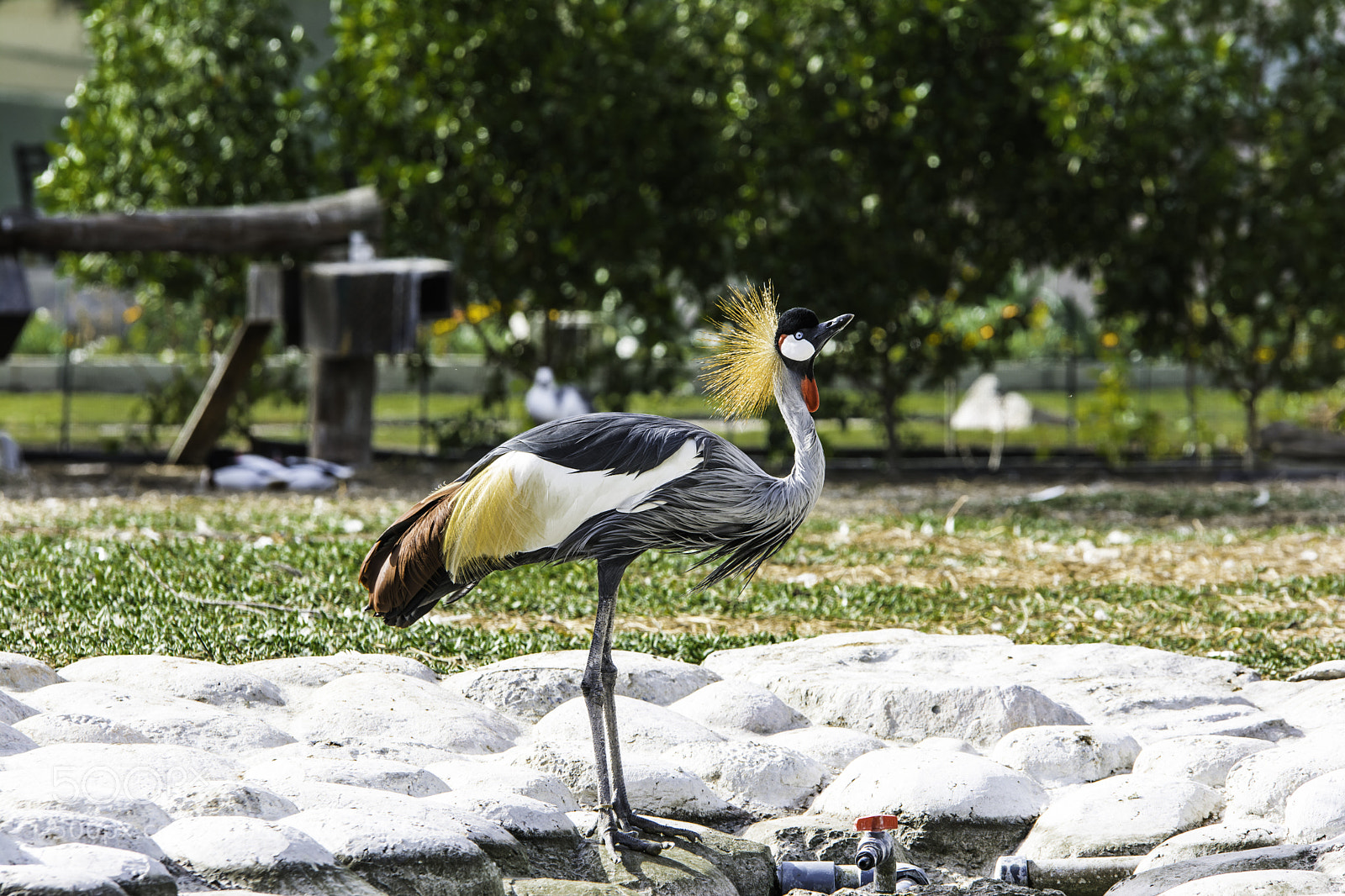 Nikon D7100 sample photo. Pretty peacock photography