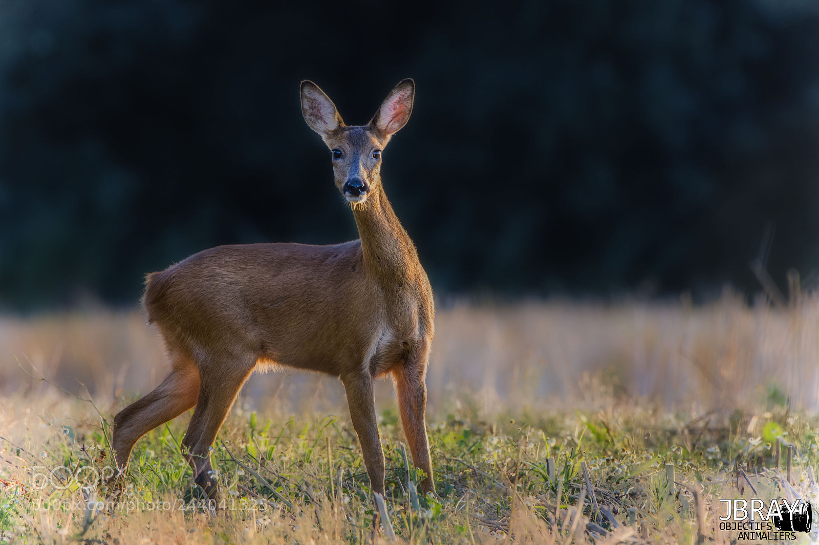 Nikon D7200 sample photo. Roe deer photography