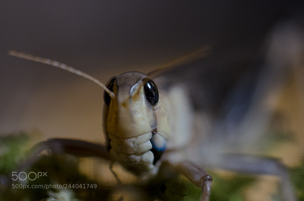 Nikon D5100 sample photo. Grasshopper! :) photography