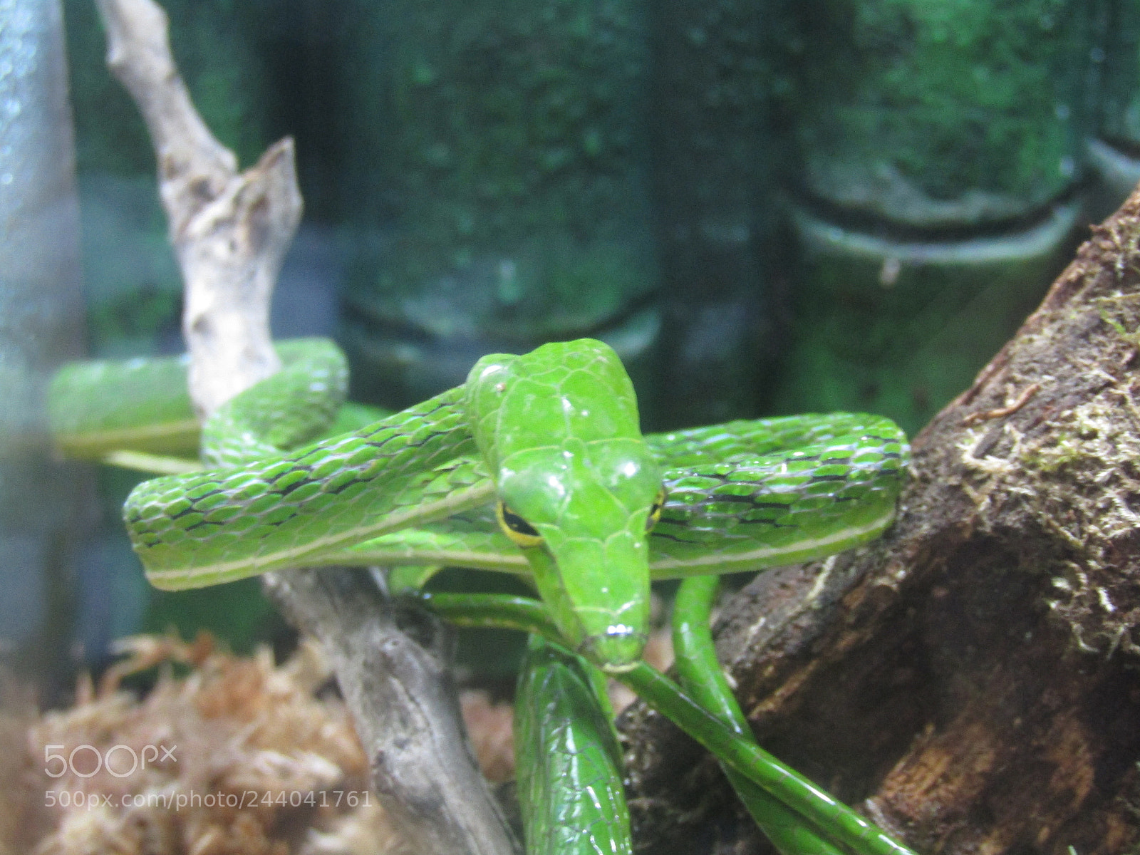 Canon PowerShot SX410 IS sample photo. Asian vine snake photography