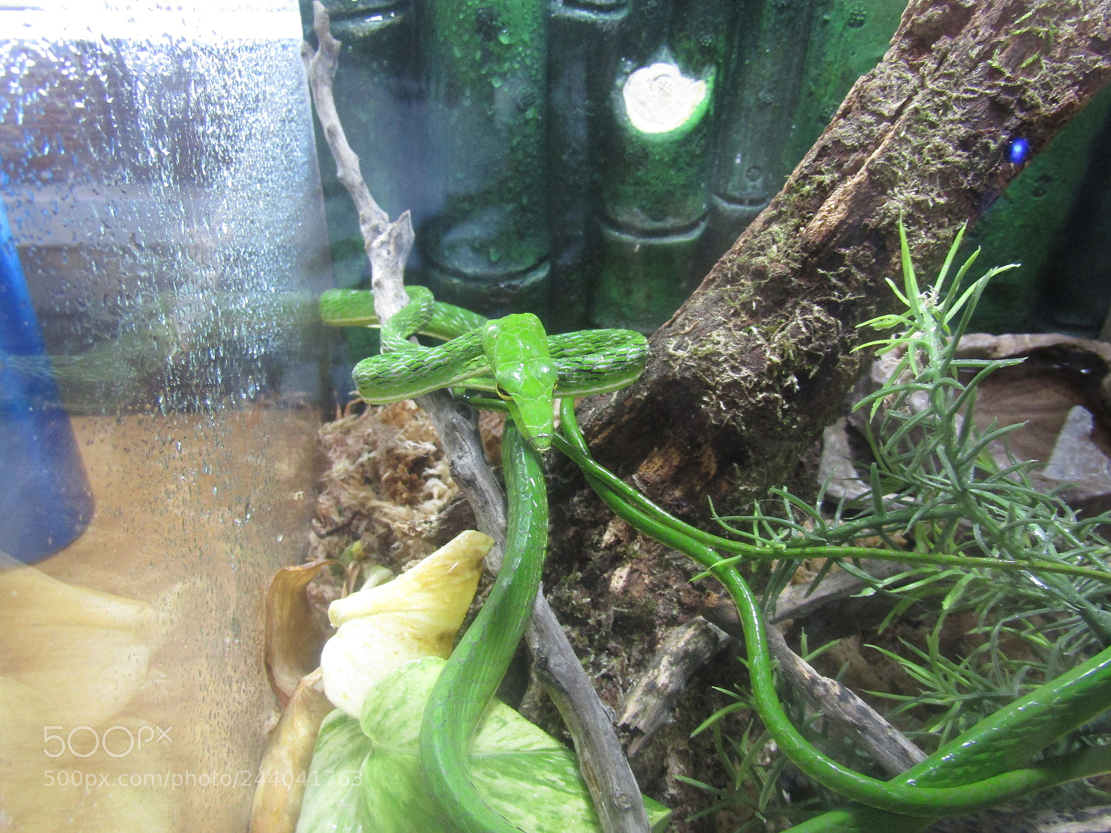 Canon PowerShot SX410 IS sample photo. Asian vine snake photography