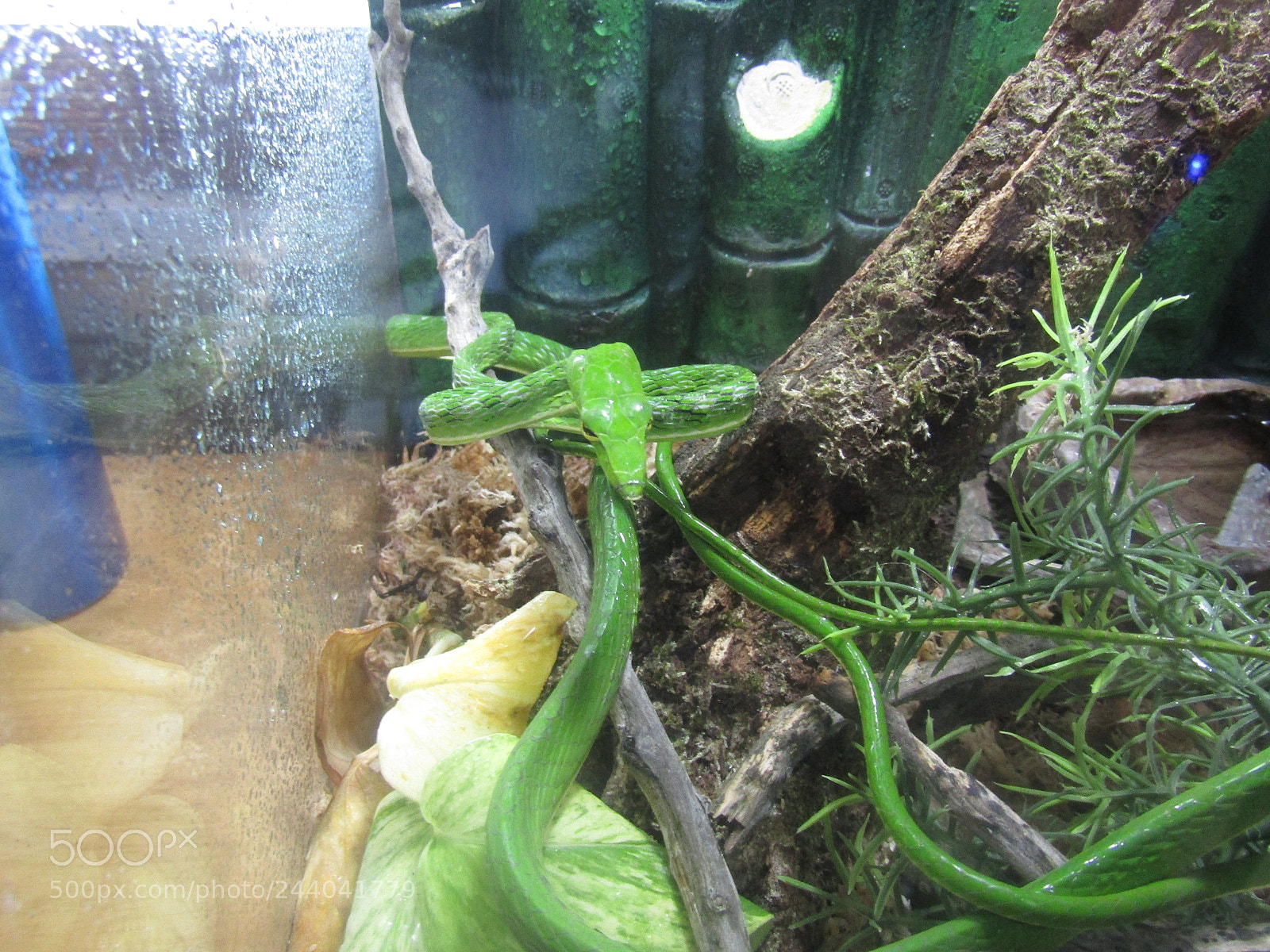 Canon PowerShot SX410 IS sample photo. Asian vine snake photography
