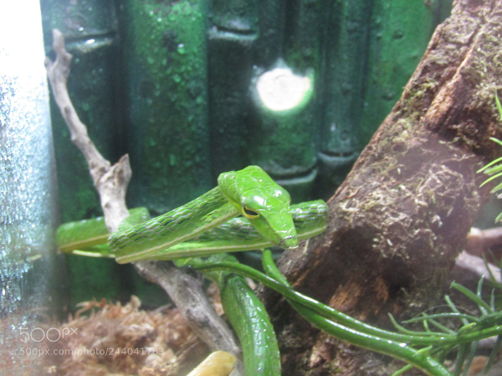 Canon PowerShot SX410 IS sample photo. Asian vine snake photography