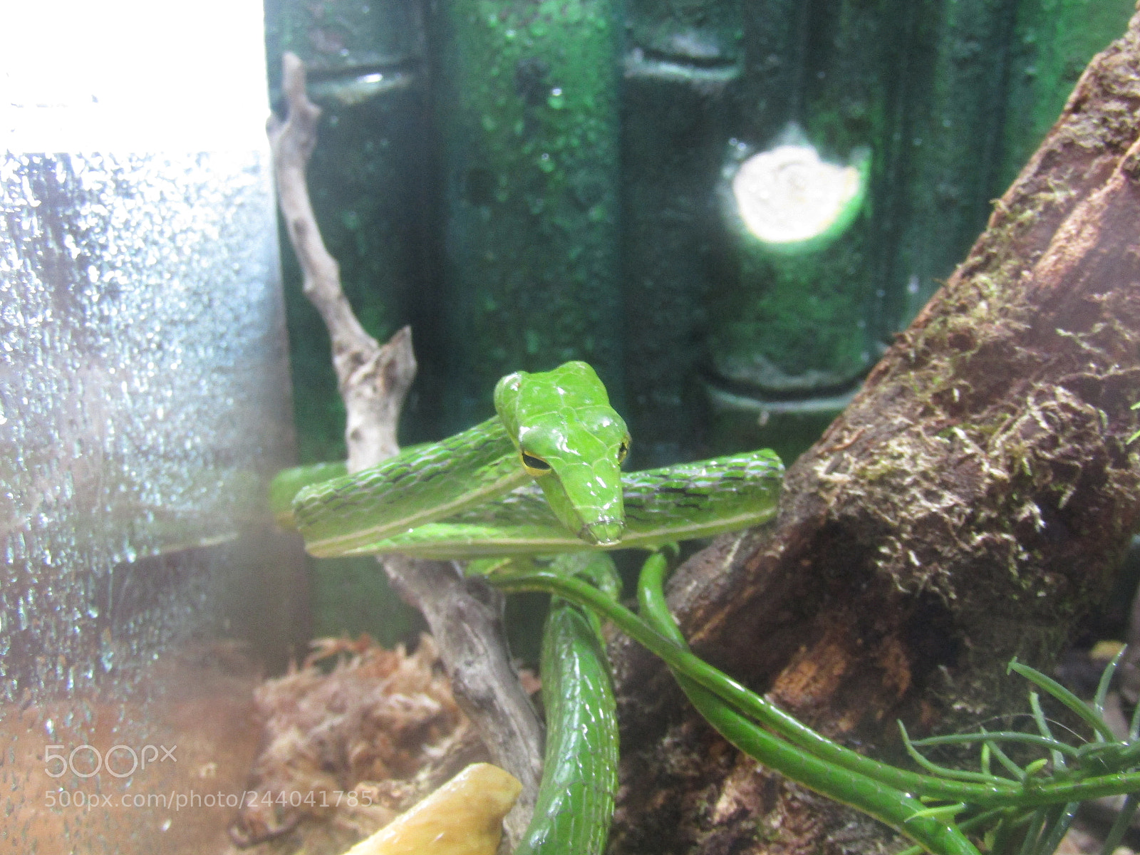Canon PowerShot SX410 IS sample photo. Asian vine snake photography