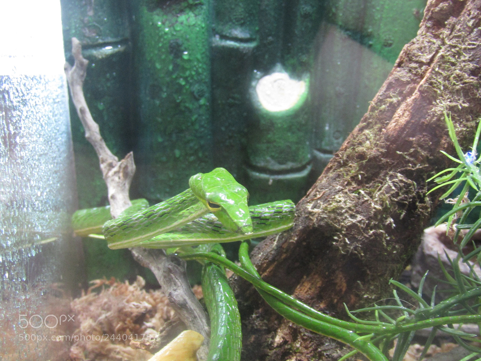 Canon PowerShot SX410 IS sample photo. Asian vine snake photography