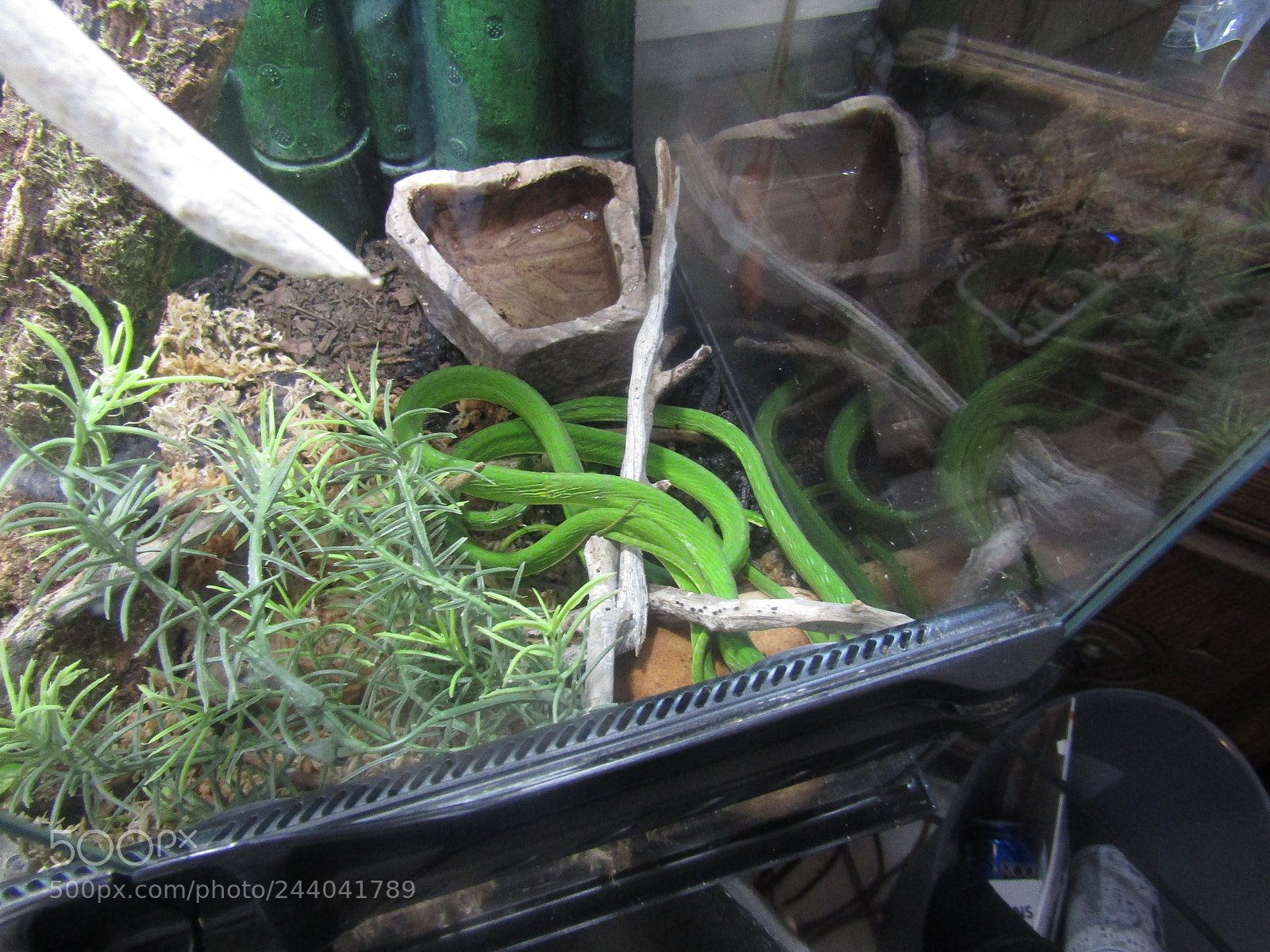 Canon PowerShot SX410 IS sample photo. Asian vine snake photography