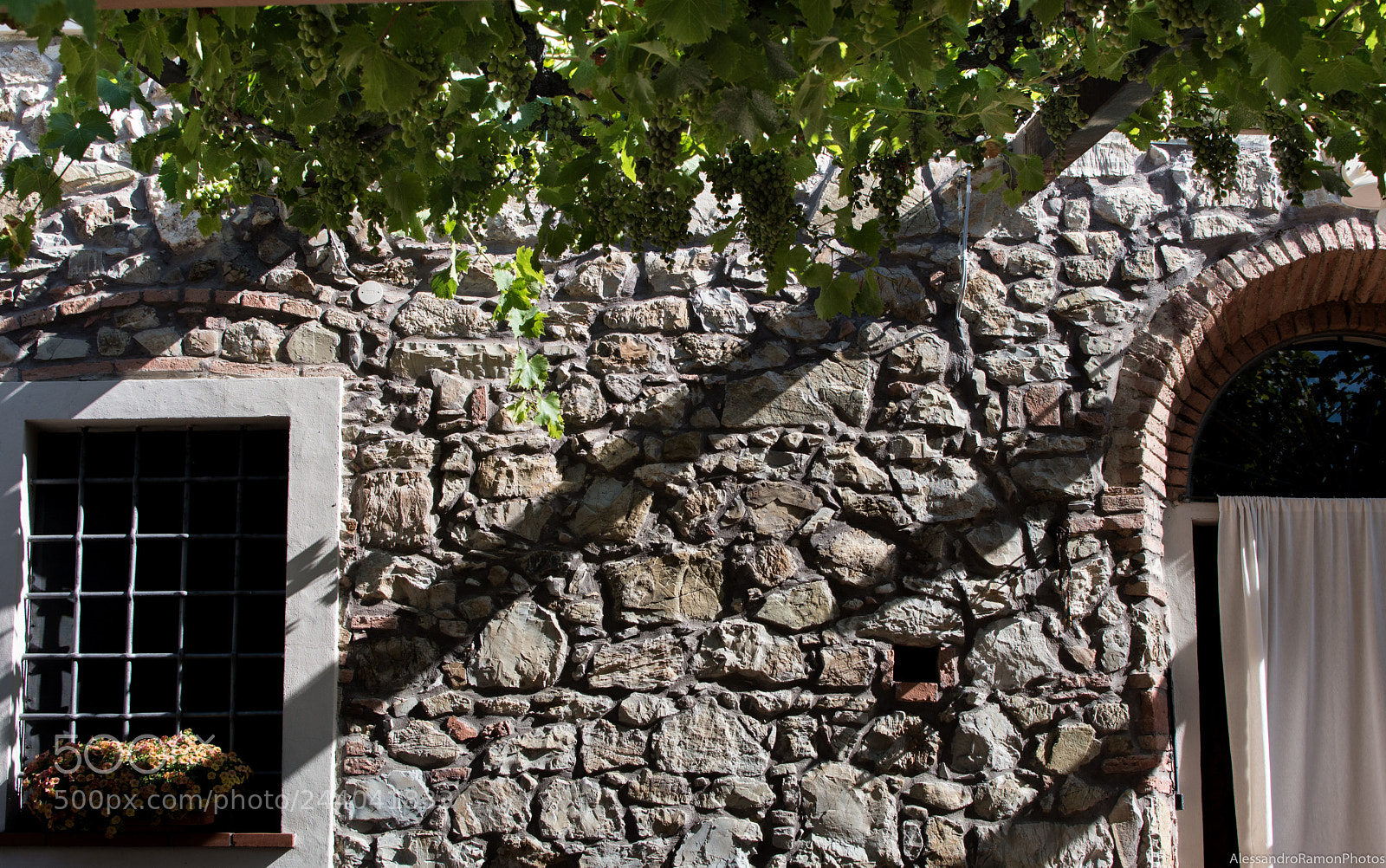 Nikon D5500 sample photo. Through the grapevine #2 photography