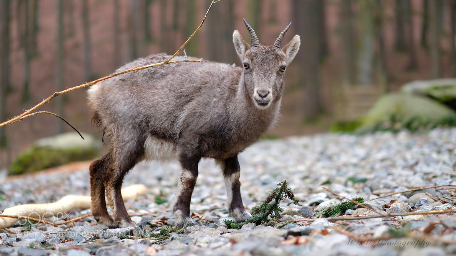 Fujifilm X-T2 sample photo. Curious capricorn.jpg photography