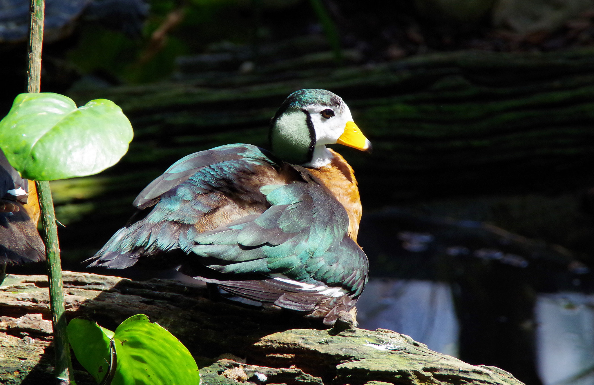 Pentax K-30 + Tamron AF 18-200mm F3.5-6.3 XR Di II LD Aspherical (IF) Macro sample photo. Duck colors photography