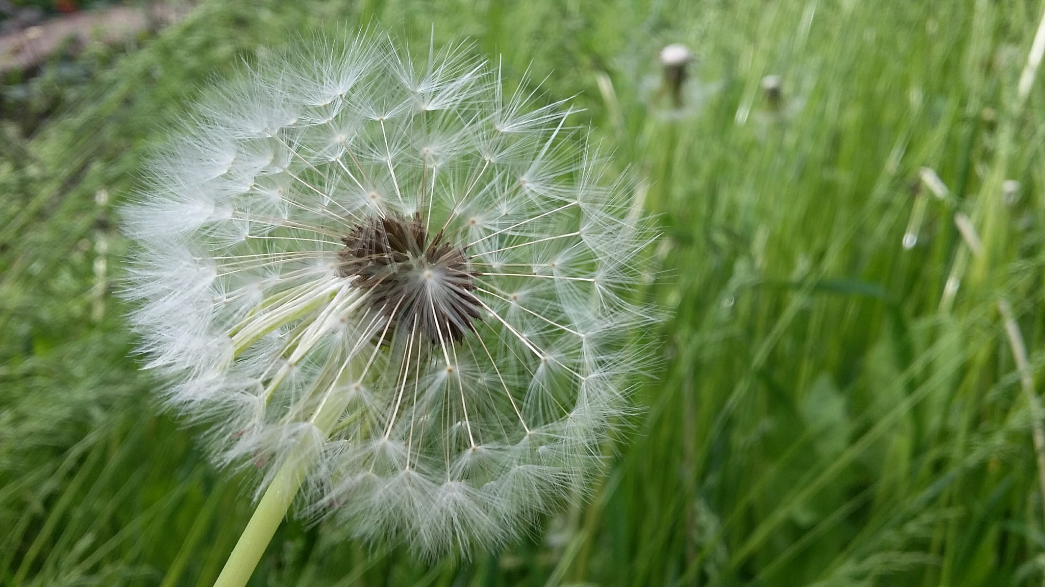 Samsung Galaxy E5 sample photo. The smell of spring photography