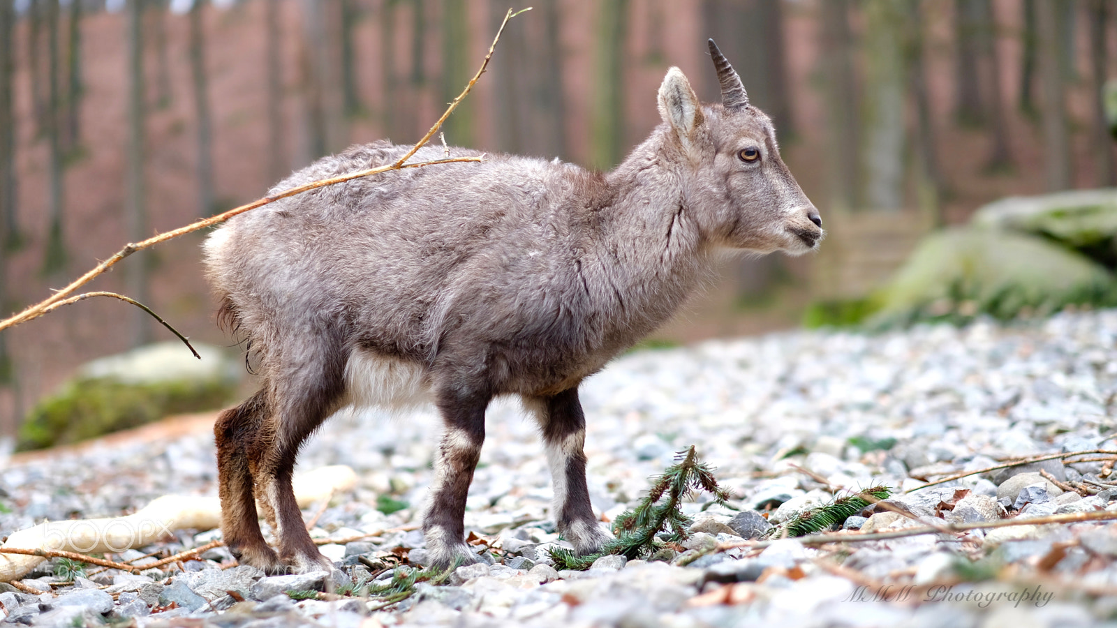 Fujifilm X-T2 sample photo. Capricorn.jpg photography