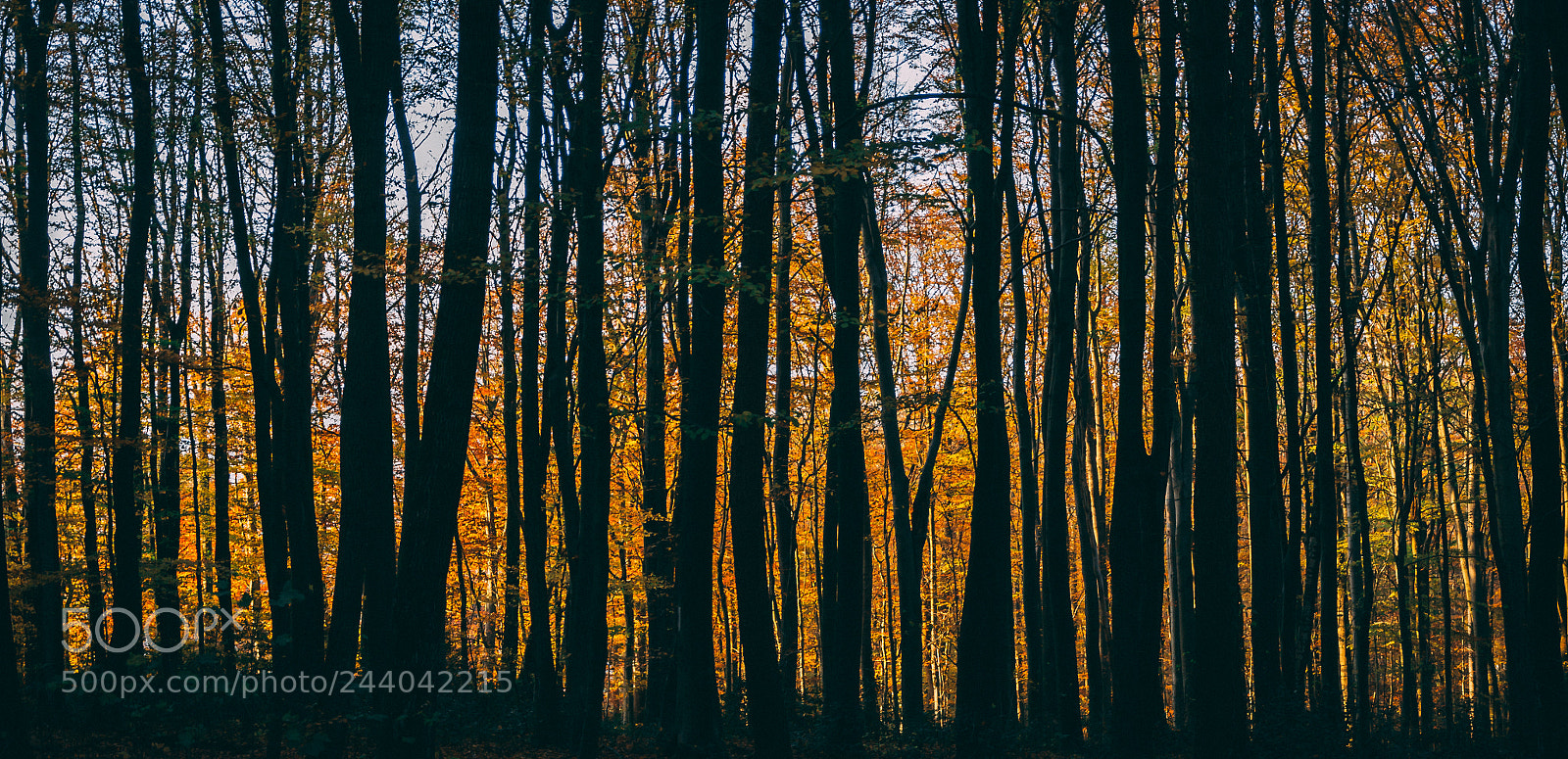 Nikon D3100 sample photo. Trees in light photography