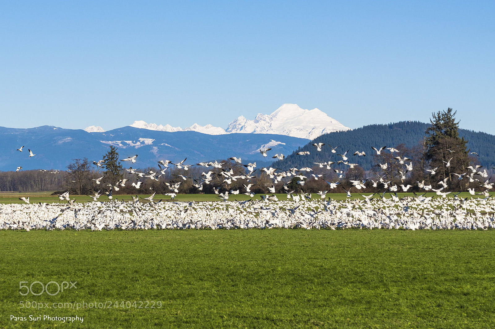 Sony ILCA-77M2 sample photo. Snow geese in skagit photography