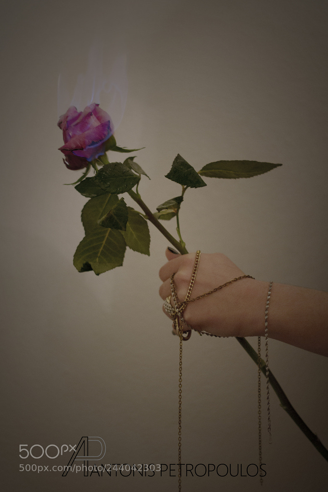 Canon EOS 60D sample photo. Rose photography