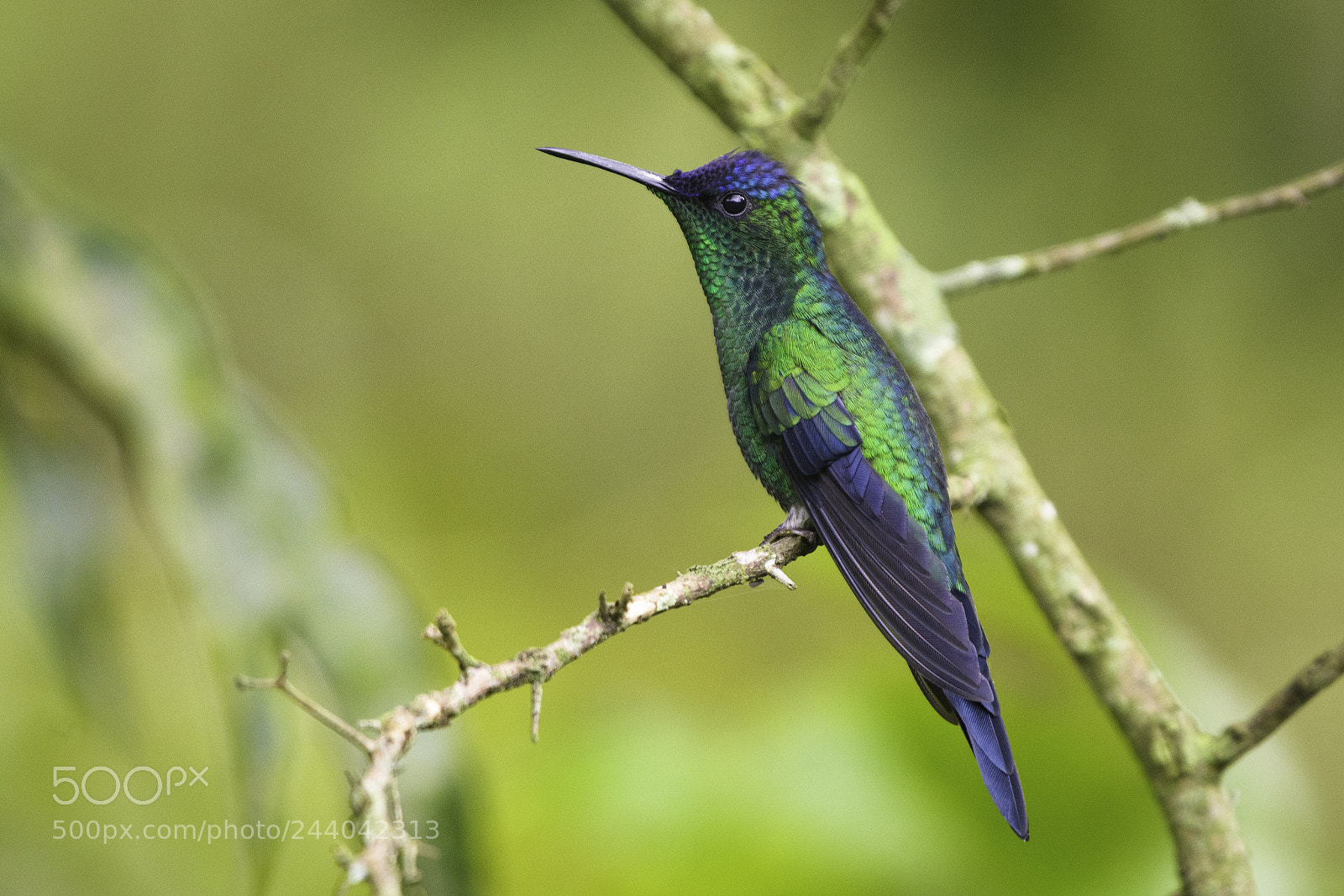 Nikon D7100 sample photo. Um colibri photography