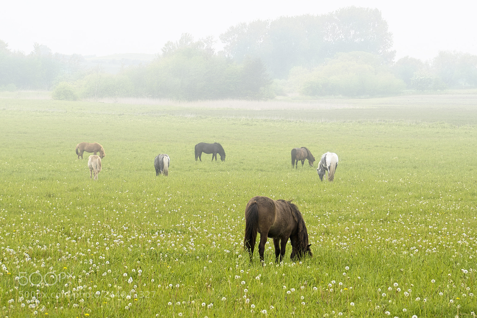 Sony ILCA-77M2 sample photo. Wild horses photography