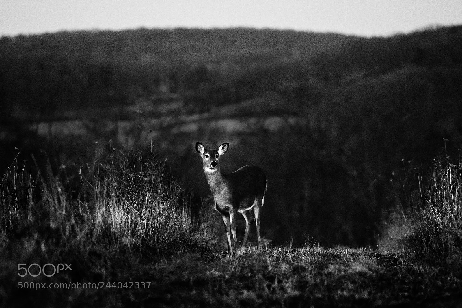 Nikon D810 sample photo. Black & white-tailed deer photography