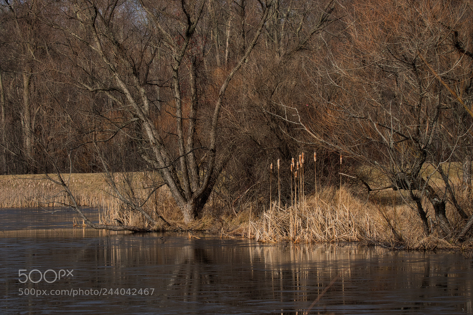Nikon D5600 sample photo. Winter photography
