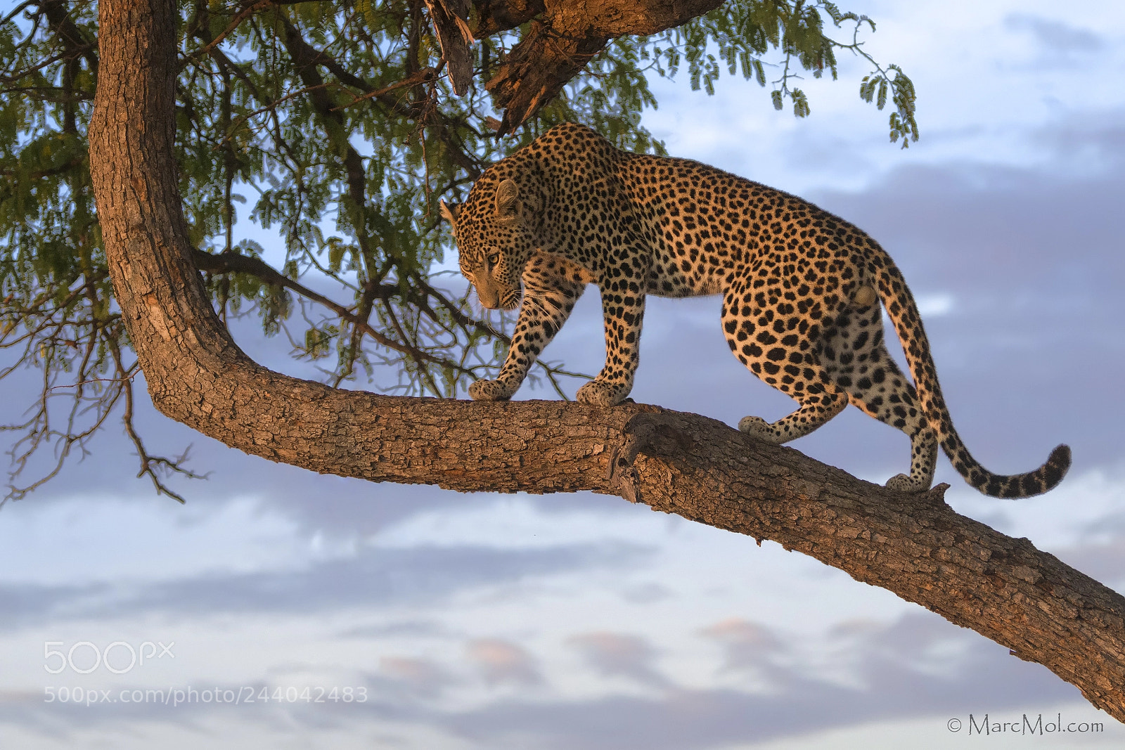 Nikon D850 sample photo. Golden lit leopard photography