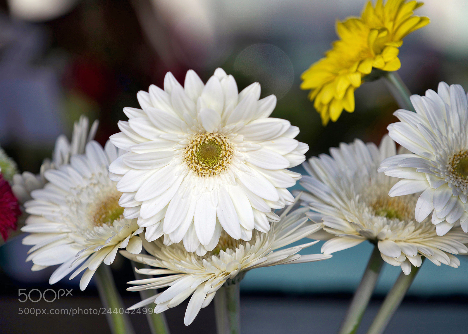 Sony a9 sample photo. Vienna calling photography