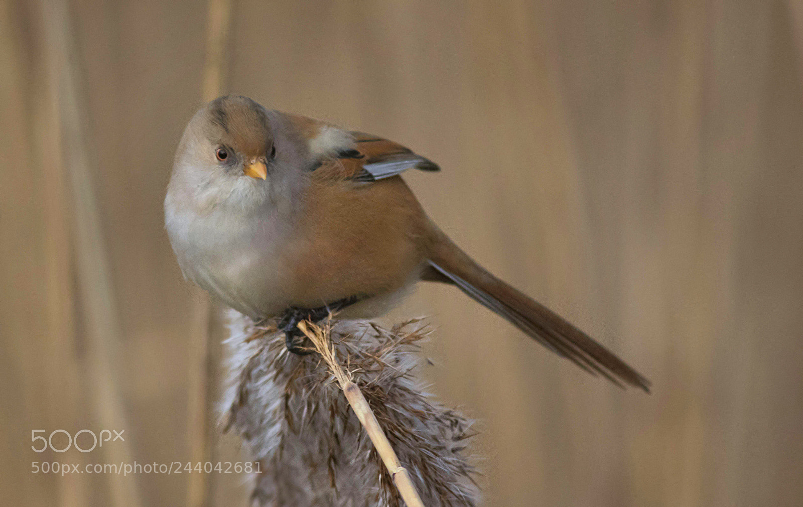 Canon EOS 7D Mark II sample photo. Bearded tit female photography