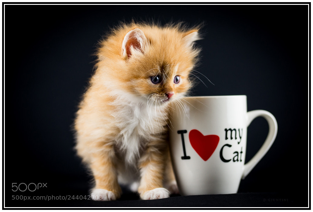 Nikon D610 sample photo. I love my cat photography