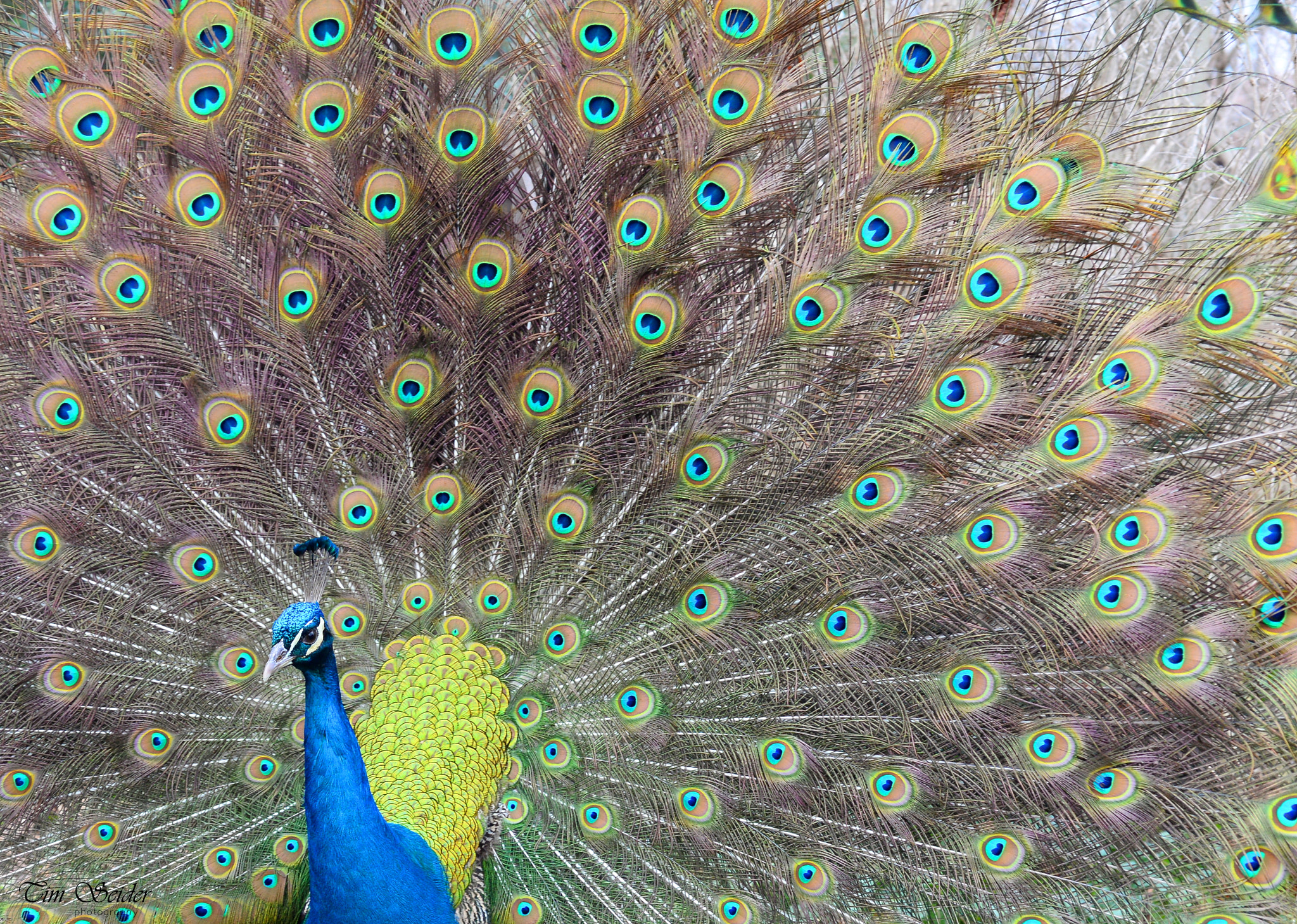 Nikon AF Micro-Nikkor 60mm F2.8D sample photo. Peacock photography