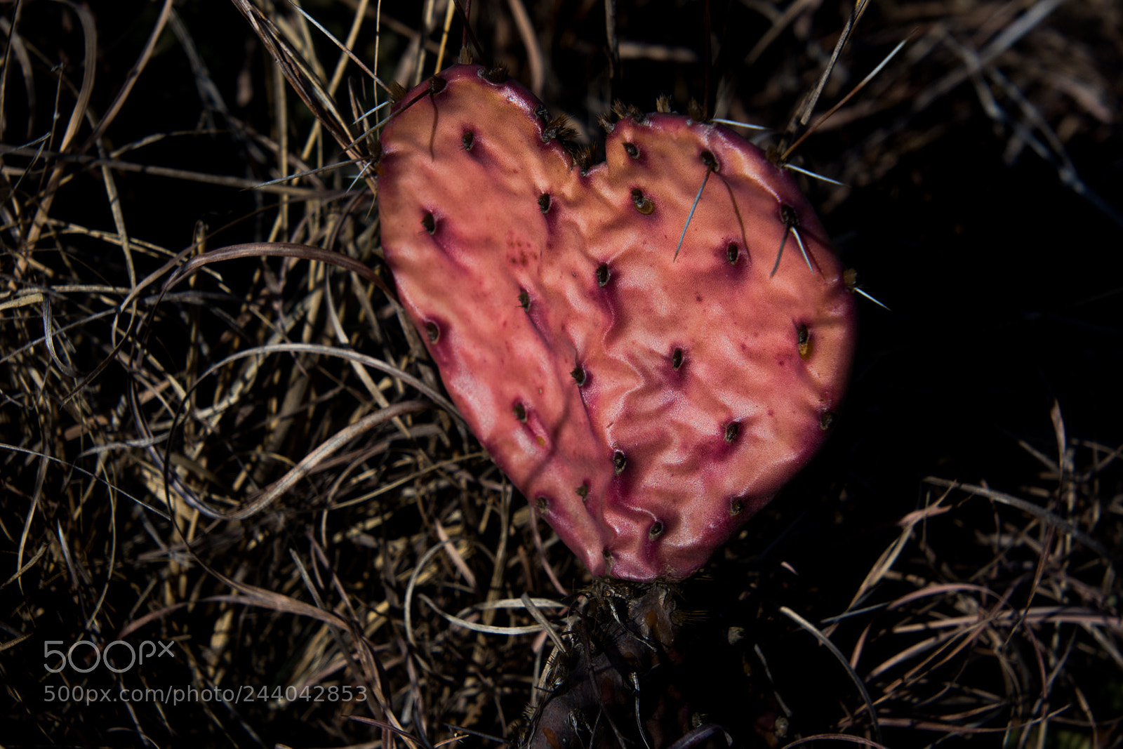 Nikon D7200 sample photo. Heartbroken photography