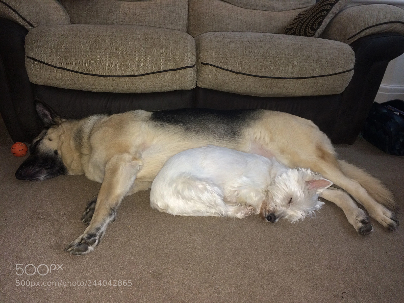 Apple iPhone 5s sample photo. Two pals cuddled up photography