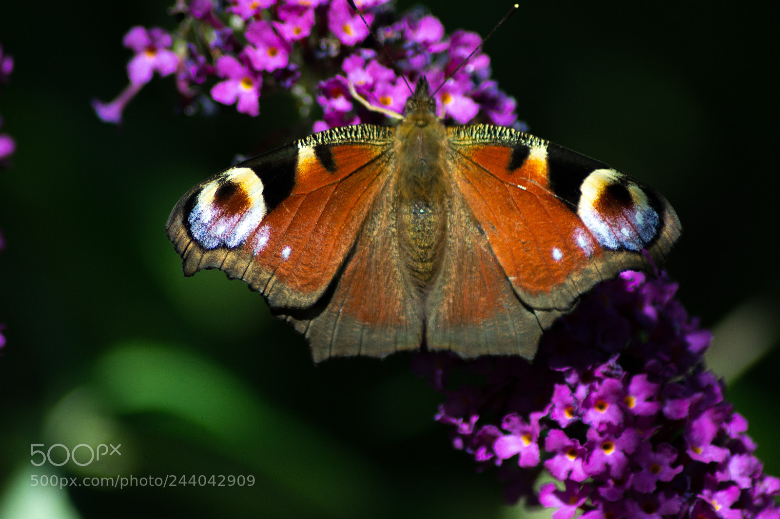 Nikon D3100 sample photo. Sunbathing butterfly photography