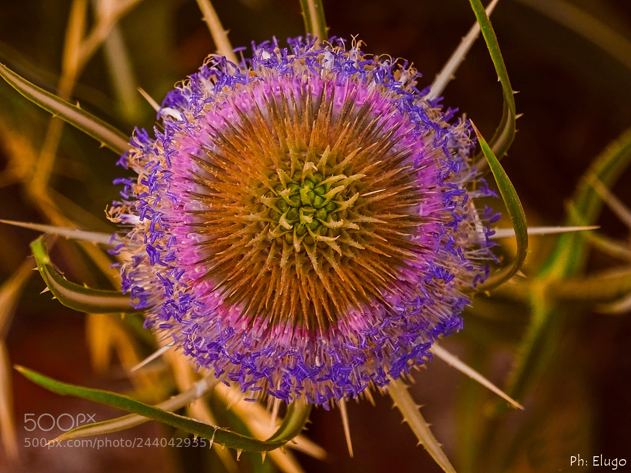 Sony Cyber-shot DSC-HX400V sample photo. Fireworks in nature. photography