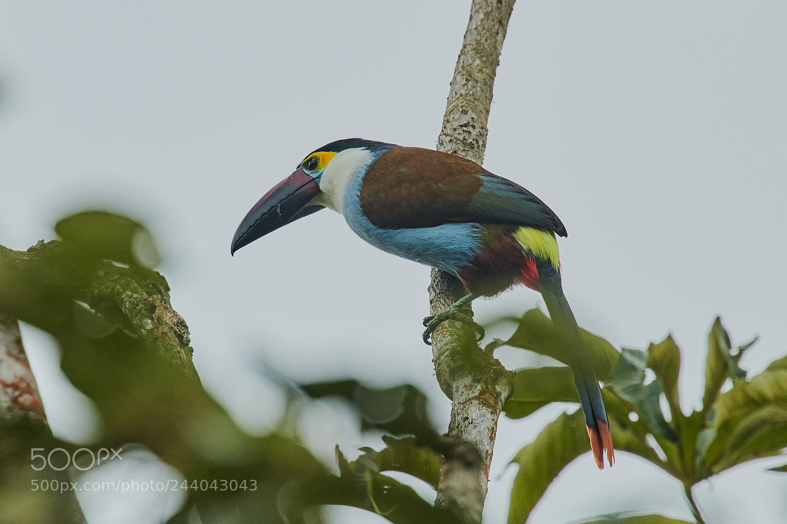 Nikon D850 sample photo. Black billed mountain toucan photography