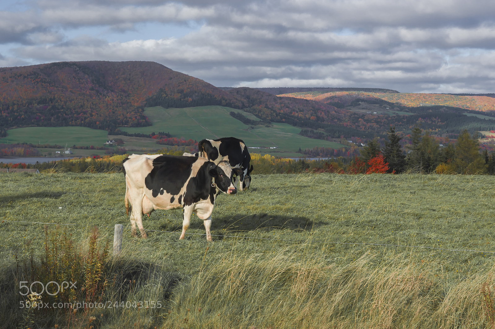 Nikon D3200 sample photo. Mabou cows photography
