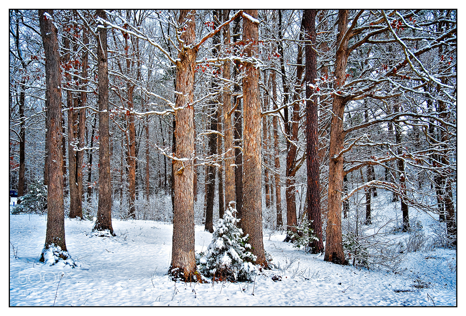Nikon D700 sample photo. Trees in the snow photography
