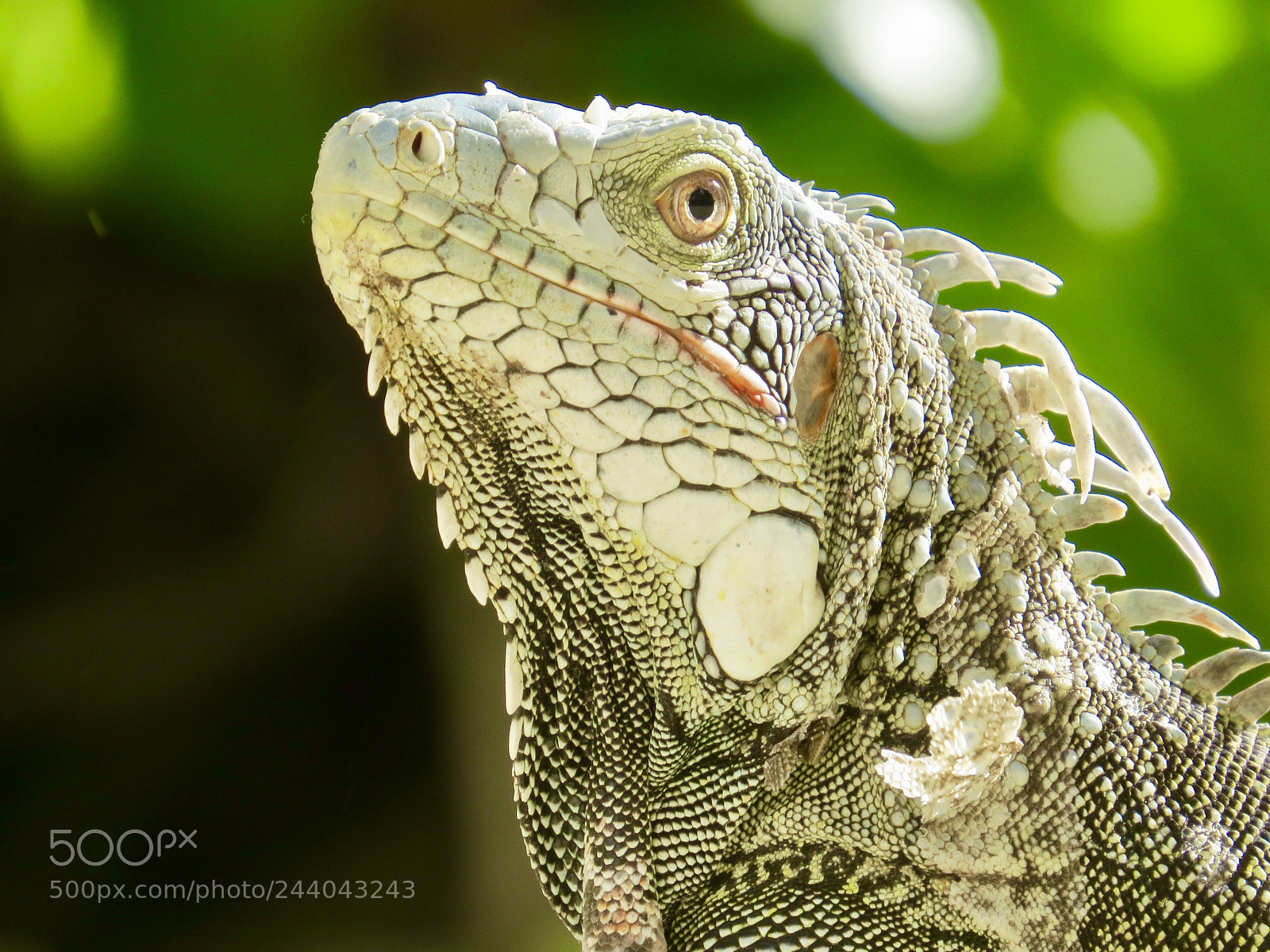 Canon PowerShot SX50 HS sample photo. Leguan auf curaçao photography