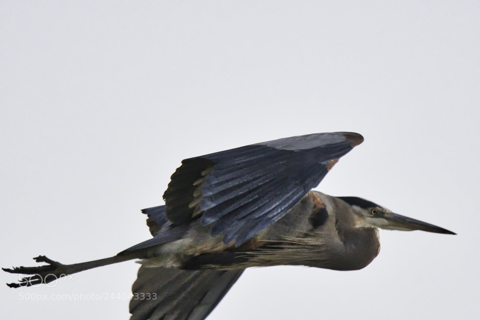 Nikon D500 sample photo. Heron in flight photography