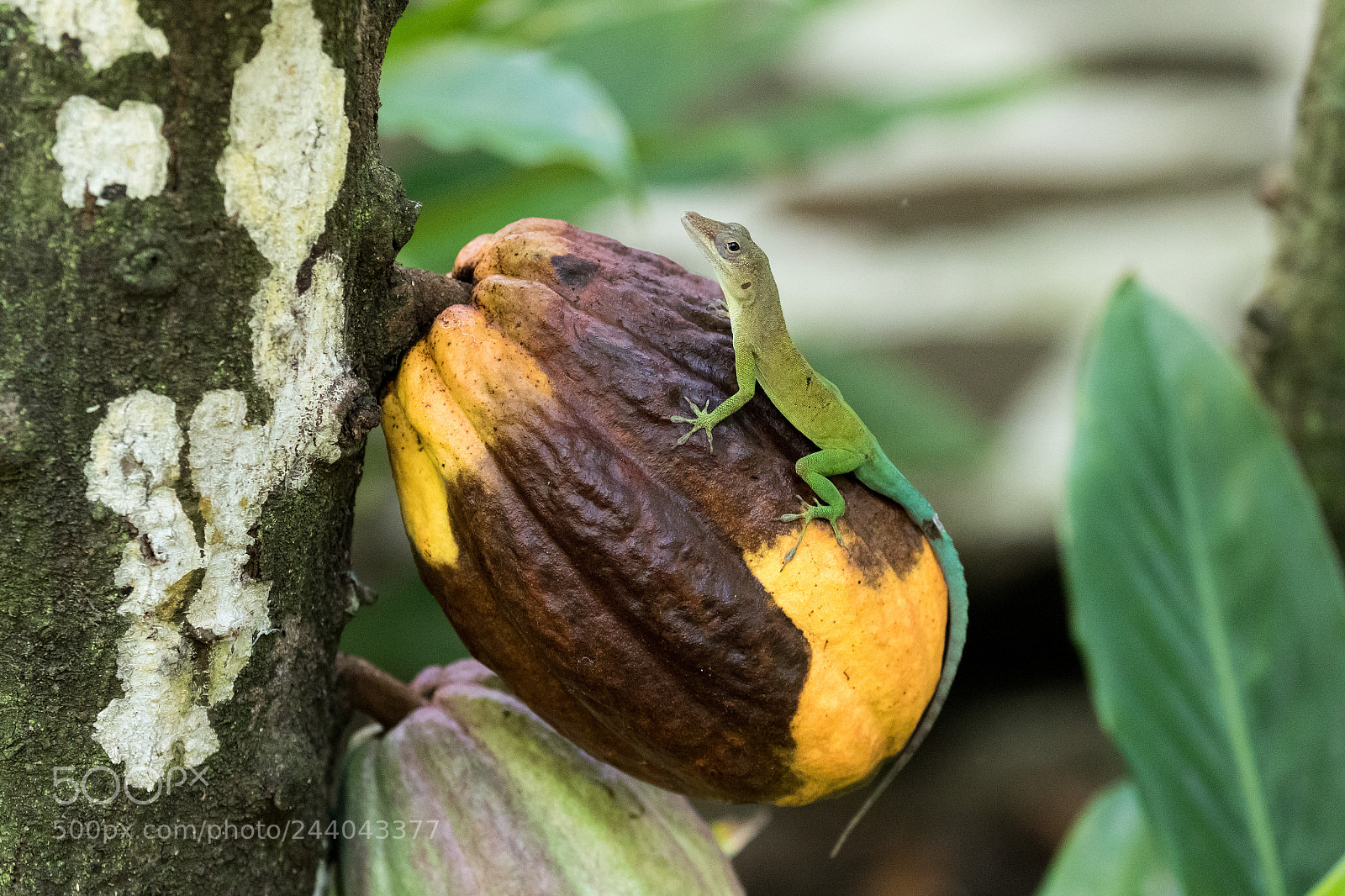 Canon EOS 7D Mark II sample photo. Gecko photography