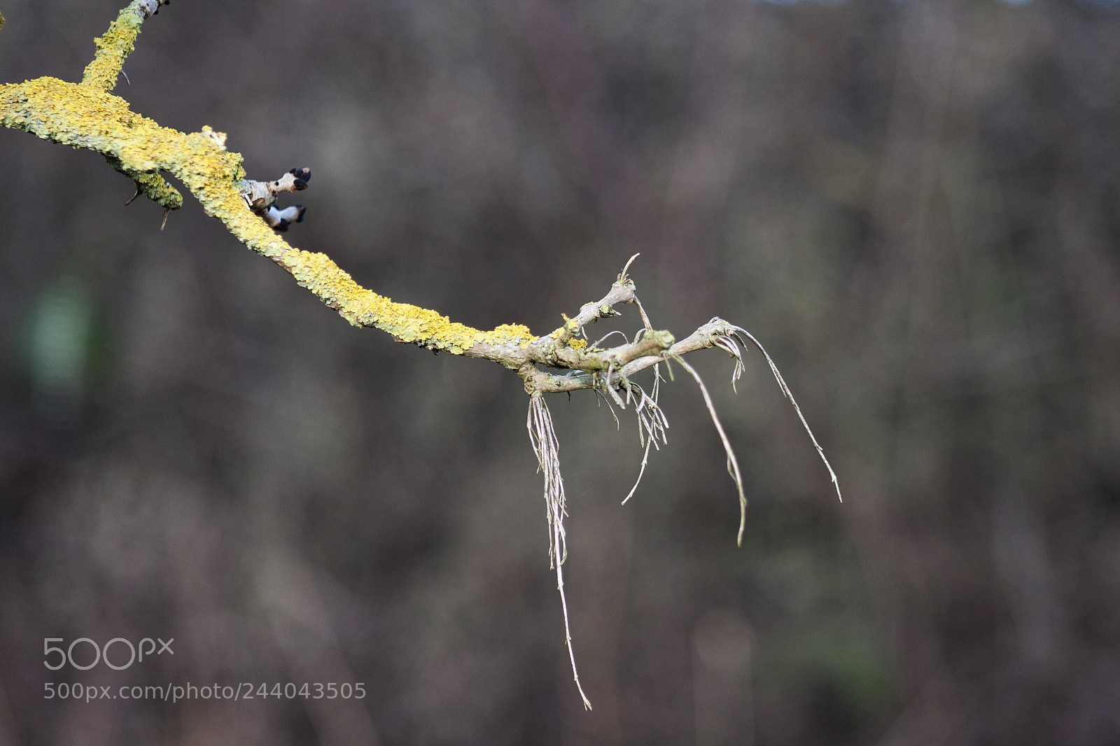 Canon EOS 40D sample photo. Nature reaching out ..... photography