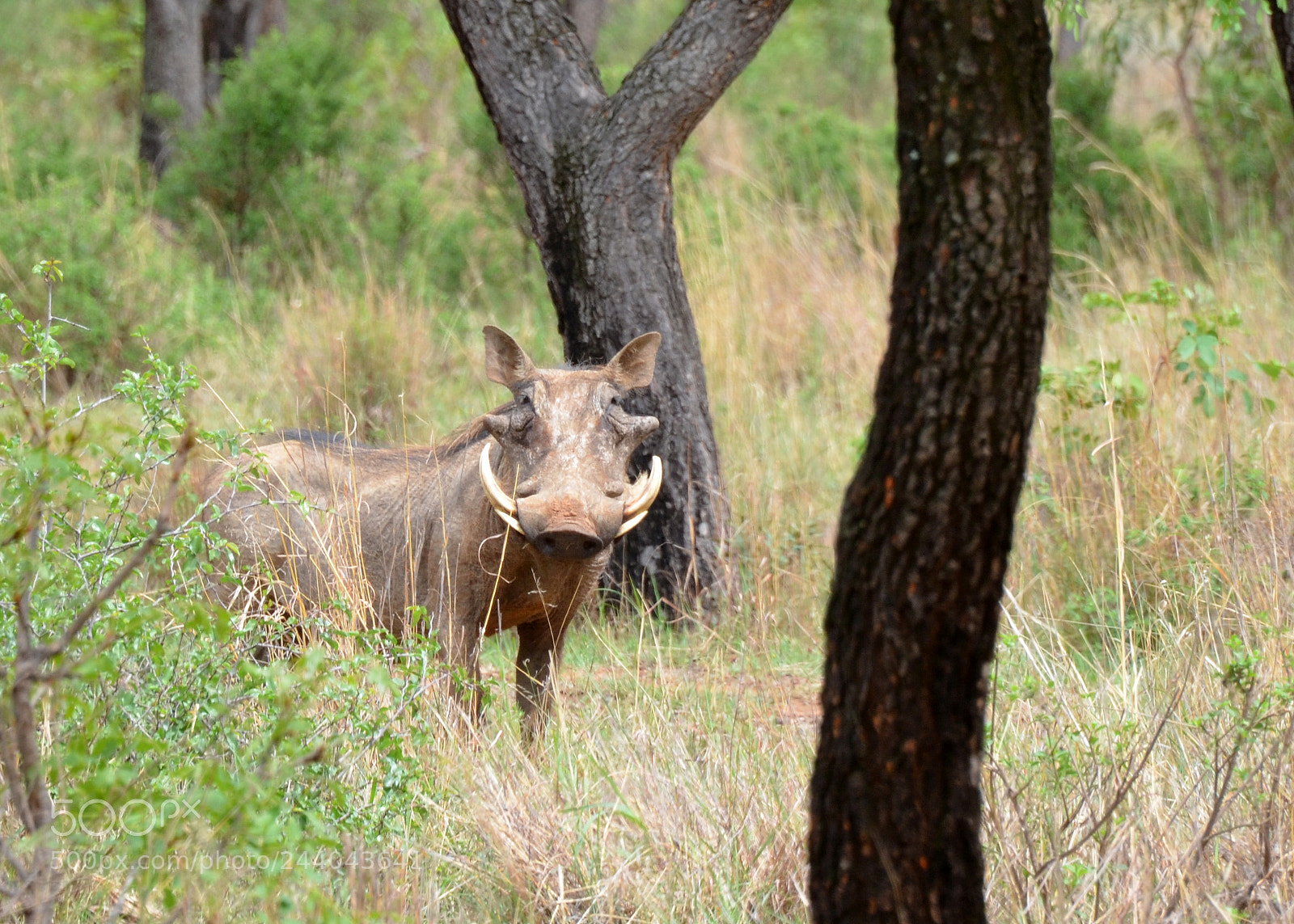 Nikon D5100 sample photo. Vaalwater warthog photography