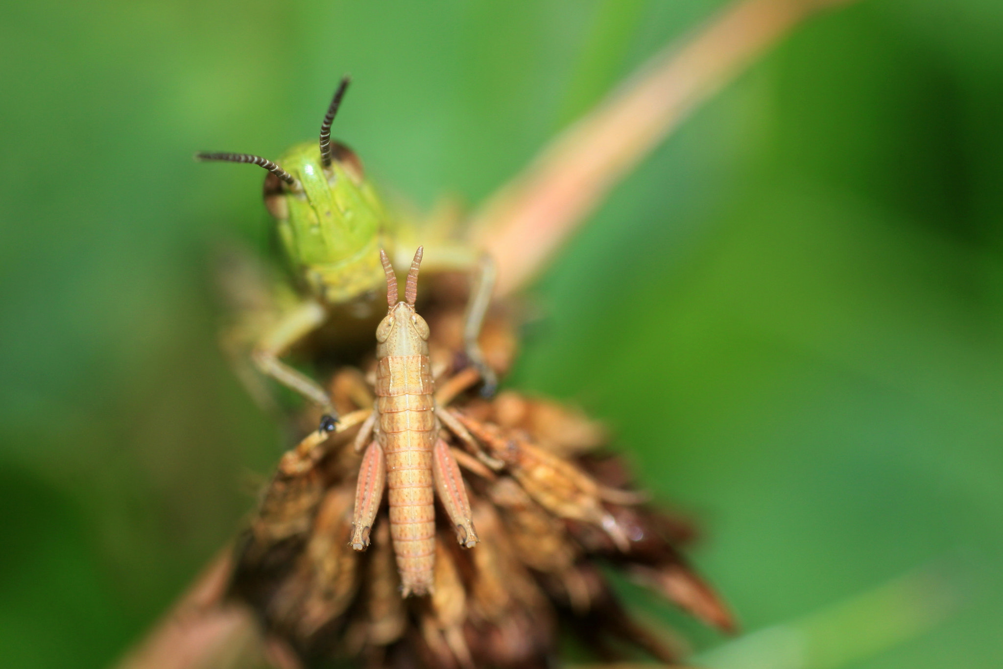 Canon EF 100mm F2.8 Macro USM sample photo. Face to face photography