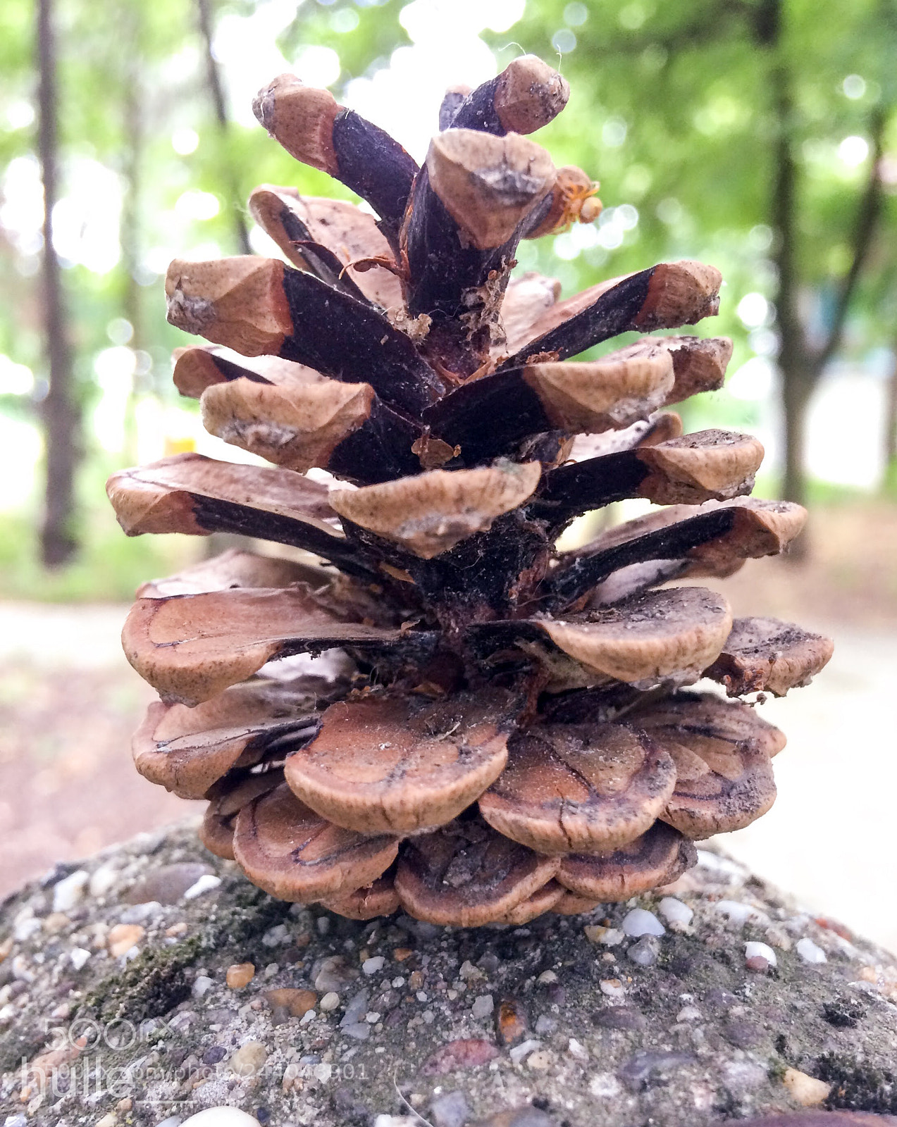 Apple iPhone 5s sample photo. Pine photography