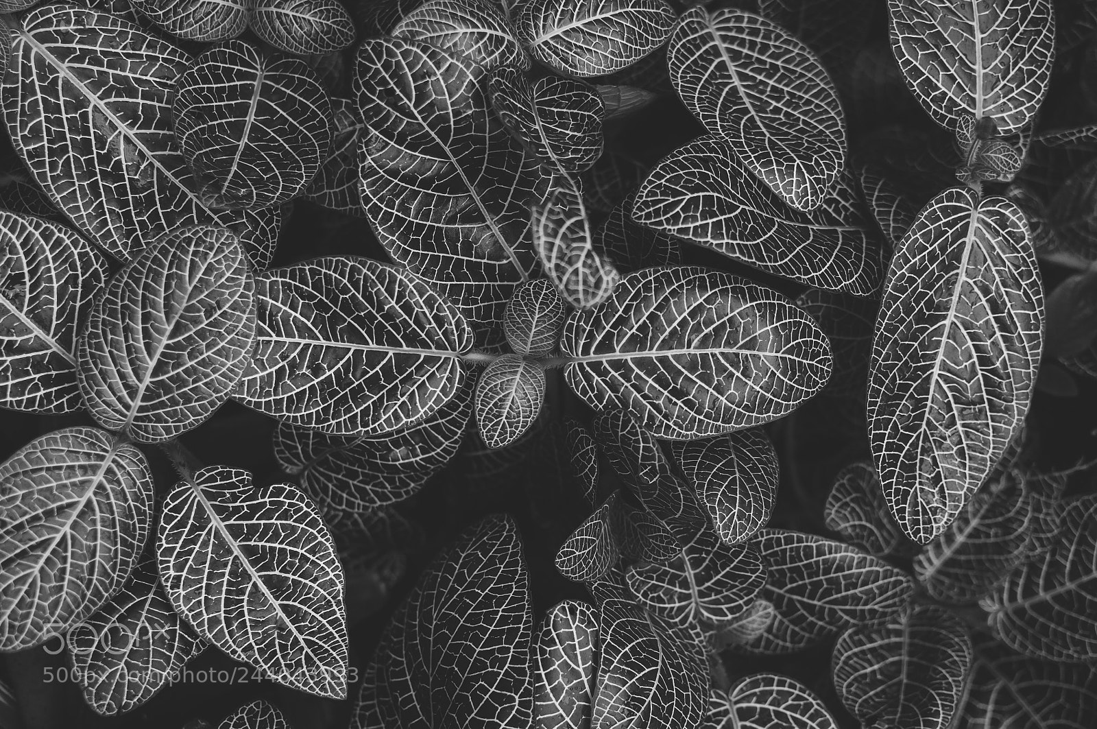 Nikon D90 sample photo. White veins photography
