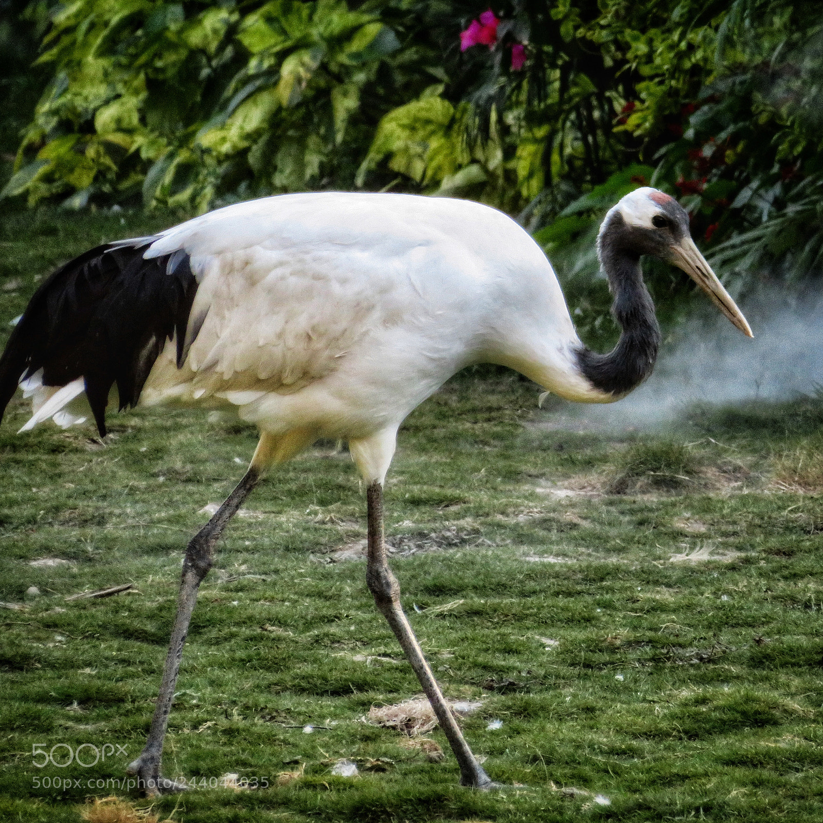 Canon PowerShot SX720 HS sample photo. Eurasian crane photography