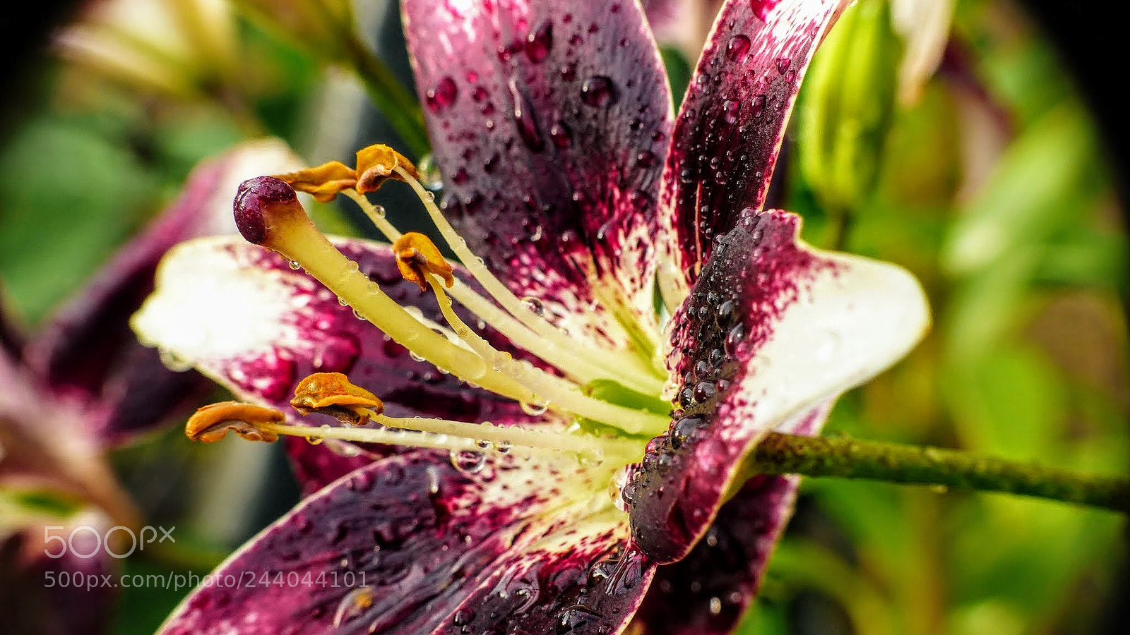Panasonic Lumix DMC-FZ200 sample photo. Lily 3 photography