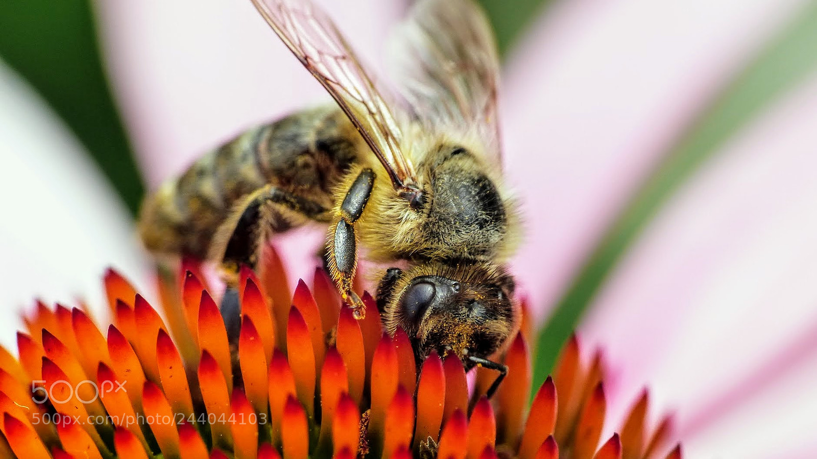 Panasonic Lumix DMC-FZ200 sample photo. Macro 1 photography