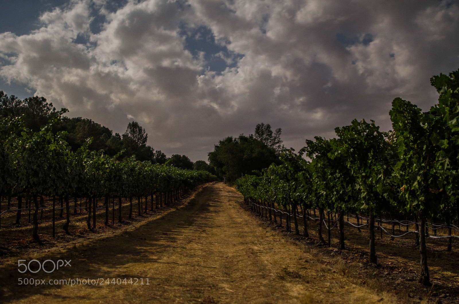 Nikon D5100 sample photo. A napa vineyards on photography