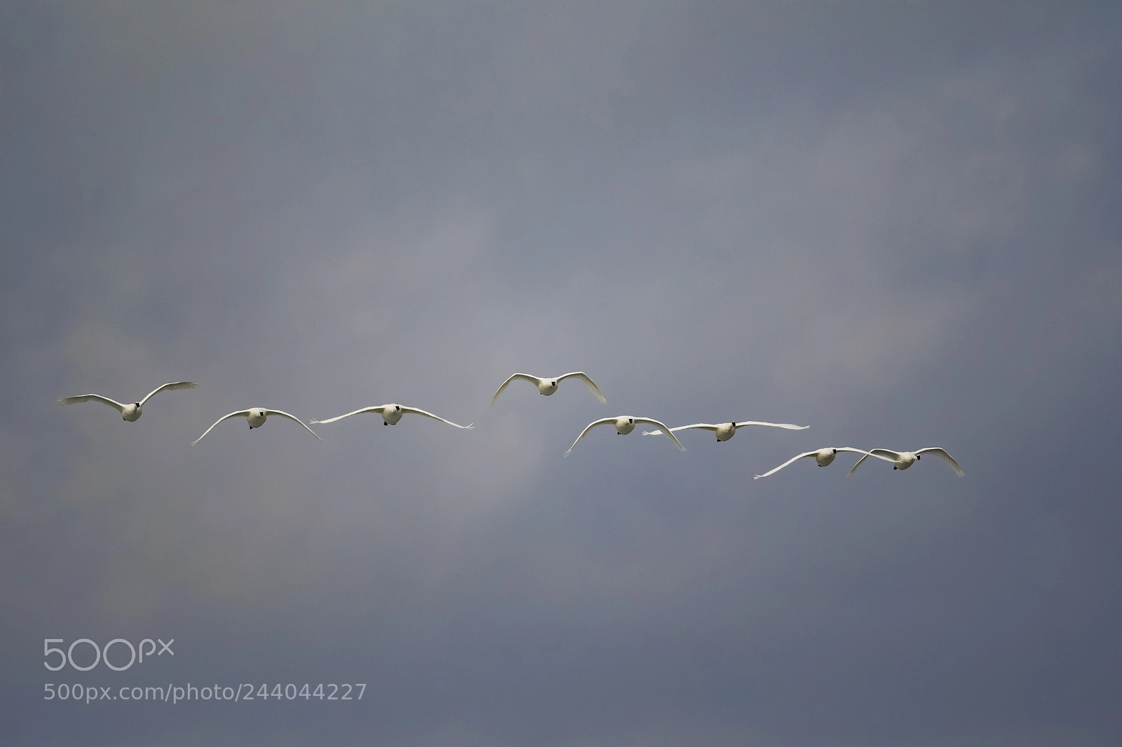 Nikon D500 sample photo. High flying swans photography