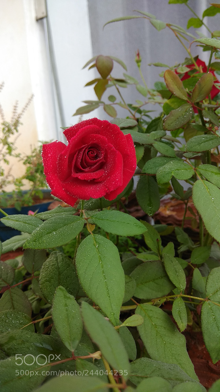 Xiaomi Redmi Note 4 sample photo. Rose photography