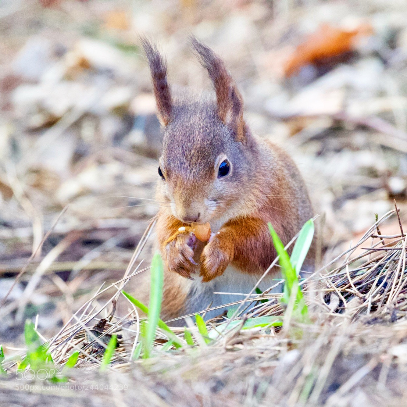 Canon EOS 7D Mark II sample photo. Red squirrel photography