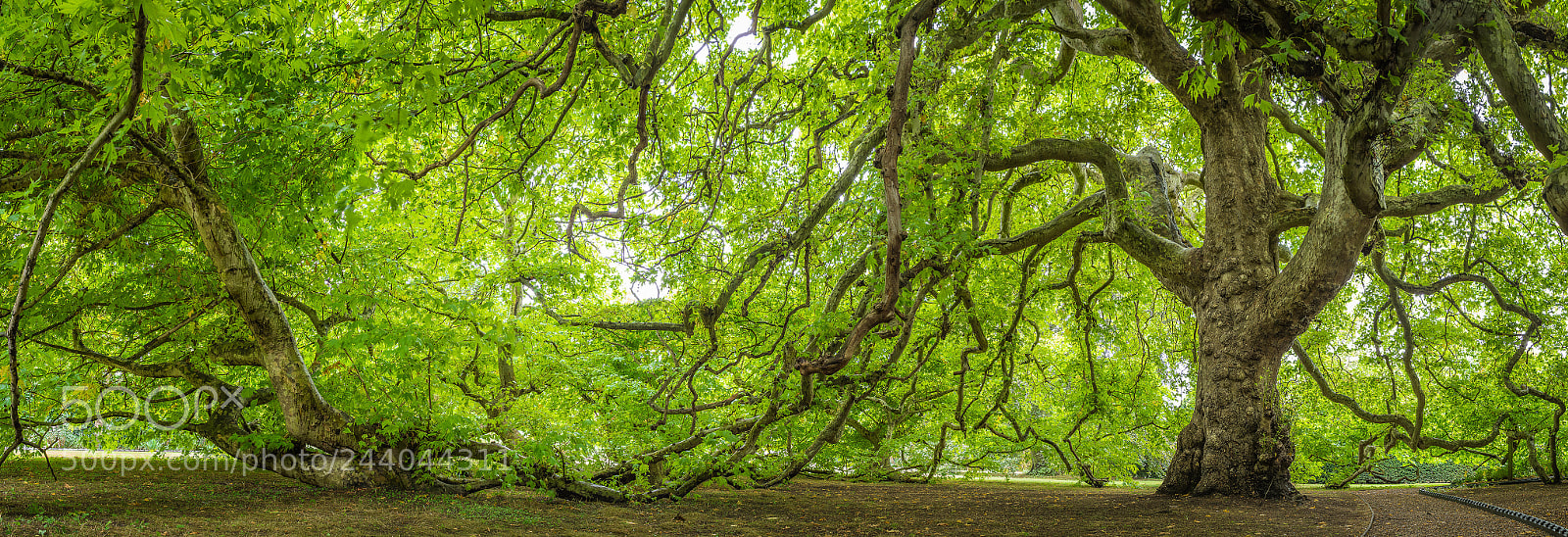 Nikon D7200 sample photo. The great oriental plane photography